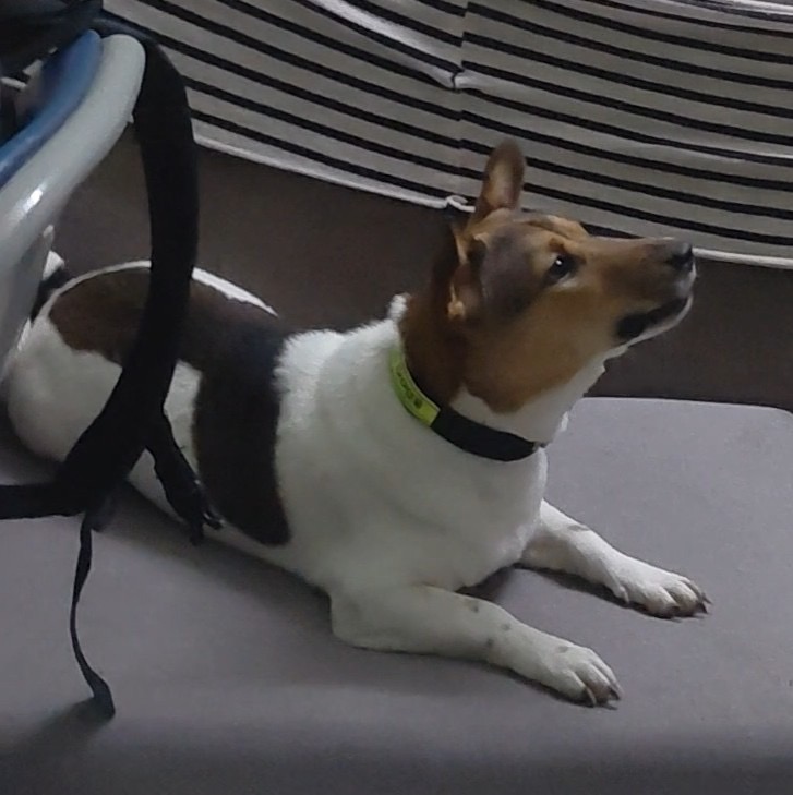 🆘 TÌM CHUỘC bé Quýt đi lạc ở khu vực quận 12, tpHCM