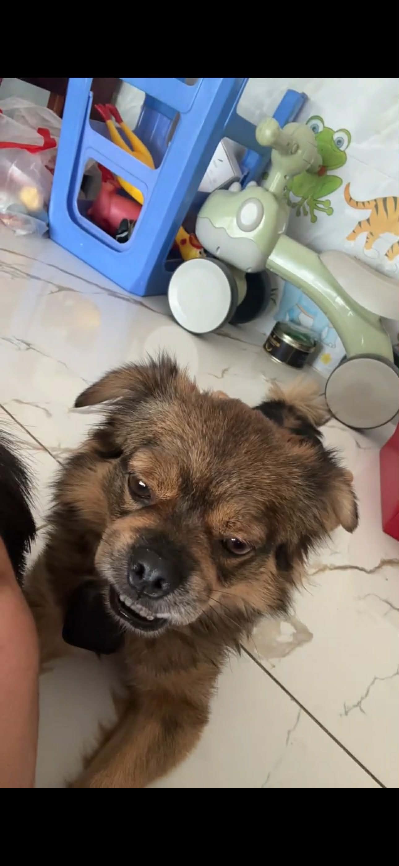 🆘 Tìm chuộc bé Coca đi lạc ở khu vực Thuận An, Bình Dương