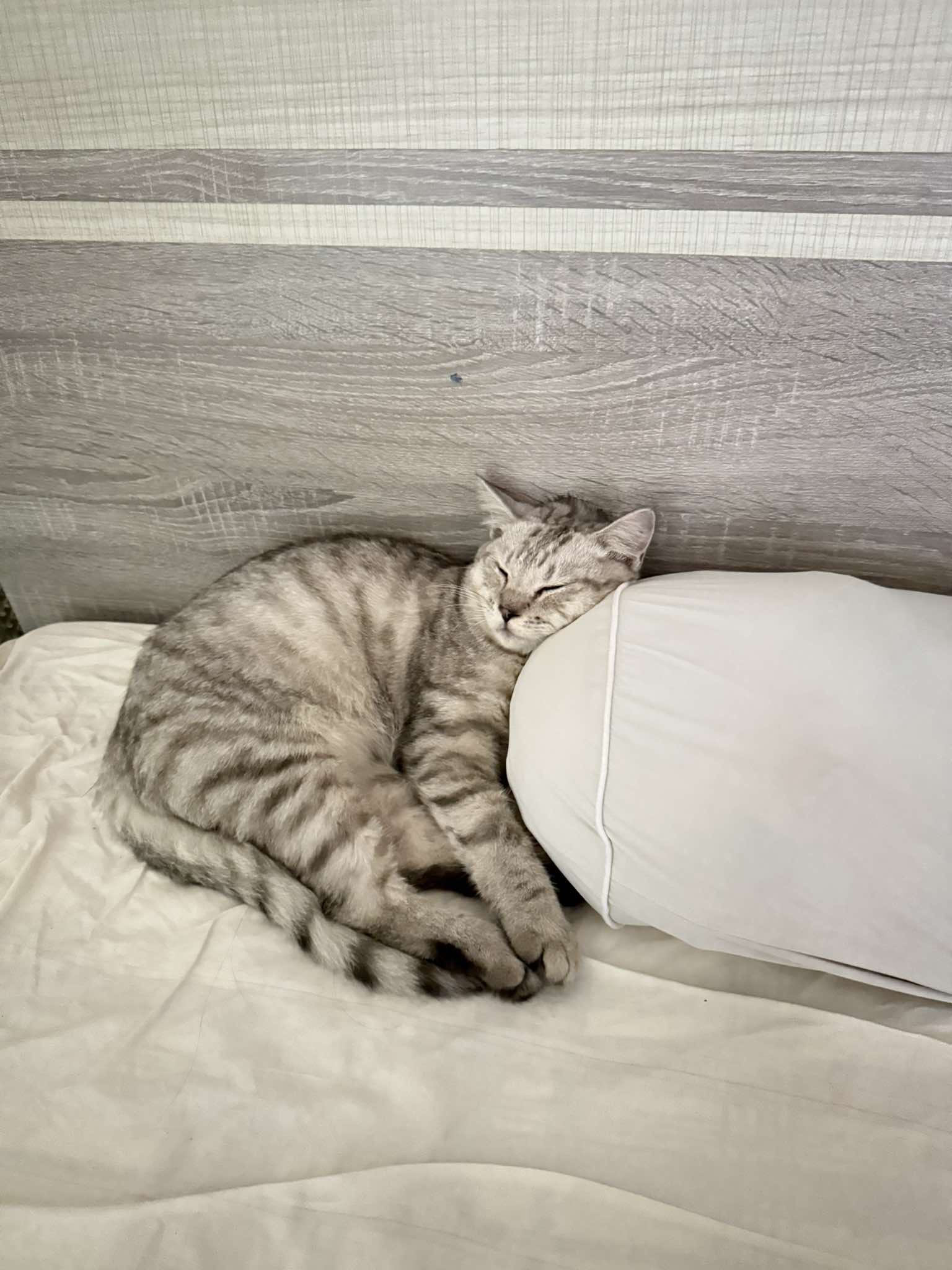 🆘🆘 Tìm chuộc bé Leo đi lạc ở khu vực Quận 9, tp HCM